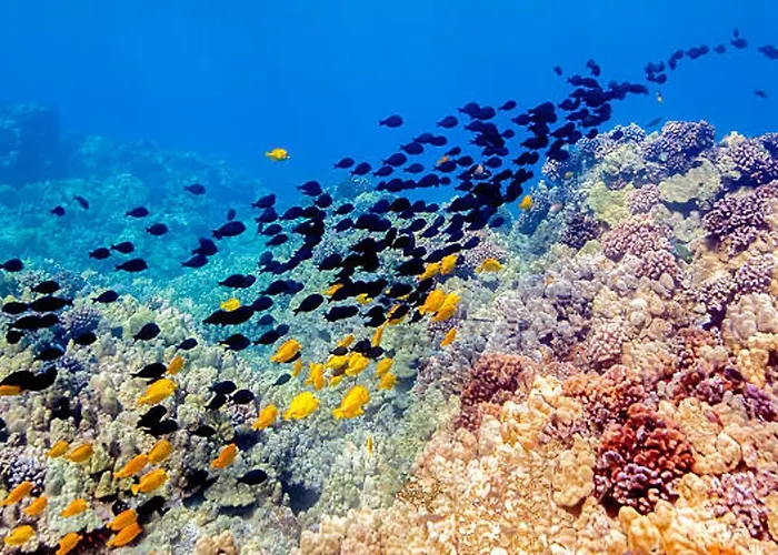 Kona Reef Timeshare Rental